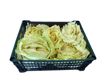 Radicchio variegato - ID&M